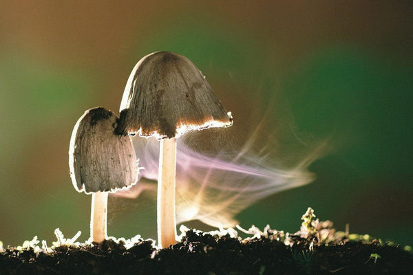 Japanese Mushrooms 101: Different Varieties and Health Benefits