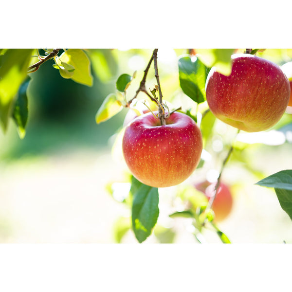 Marukan Pure Japanese Fuji Apple Cider Vinegar 360ml