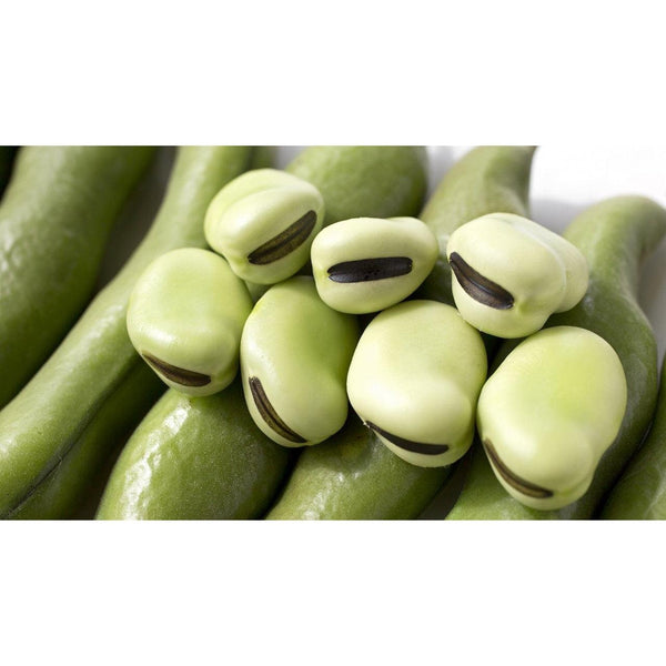 Takahashi Shoten Fava Bean Shoyu Sauce (Soy-Free Soy Sauce) 300ml