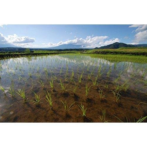 Organic Kuromai Black Rice Japanese Purple Rice 300g