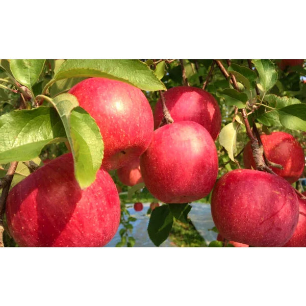 Tamura Farm Additive-Free Premium Aomori Apple Juice 500ml